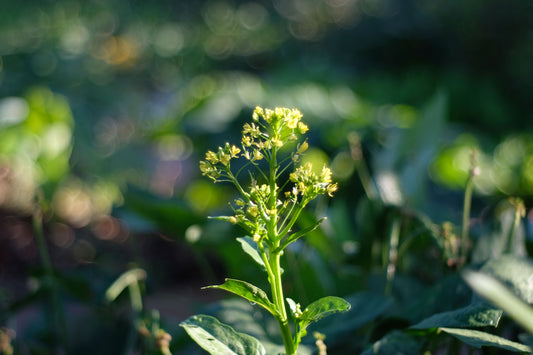 Huttentut camelina sativa