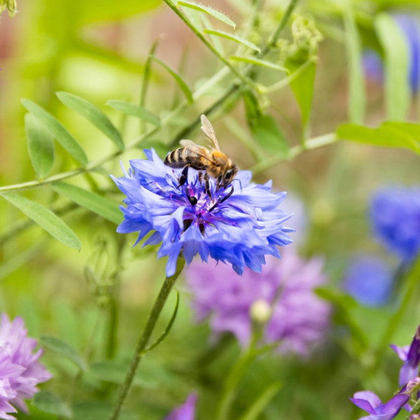 Small Gift Box "Bedankt" met 7 zaadbommetjes