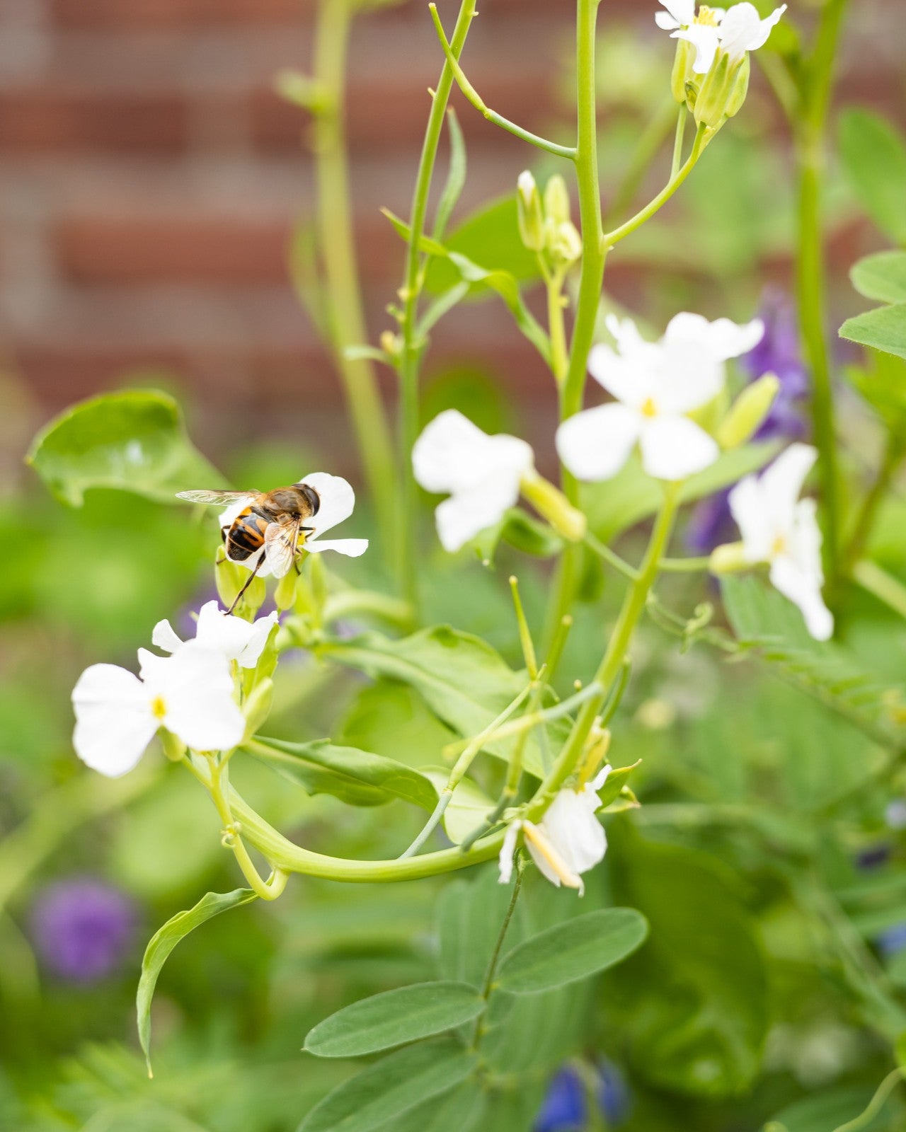 Weggeefcadeautje met 1 Blossombs zaadbommetje