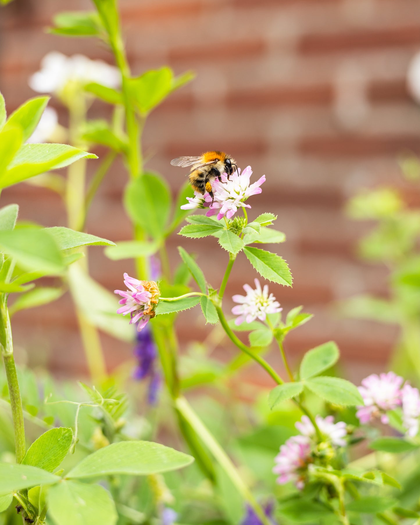 Xmas Gift Box Large - DIY hangers - met 9 zaadbommetjes