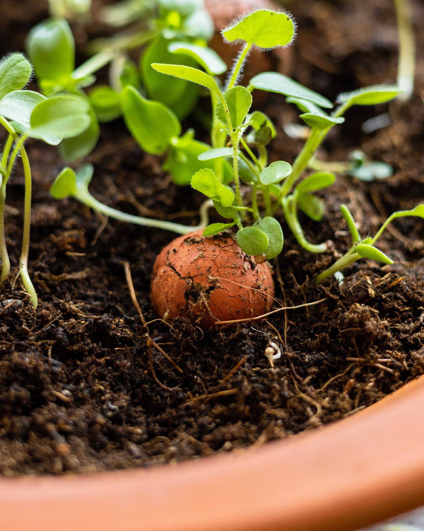 Cadeau eierdoosje met 6 zaadbommetjes - Bloemen voor jou