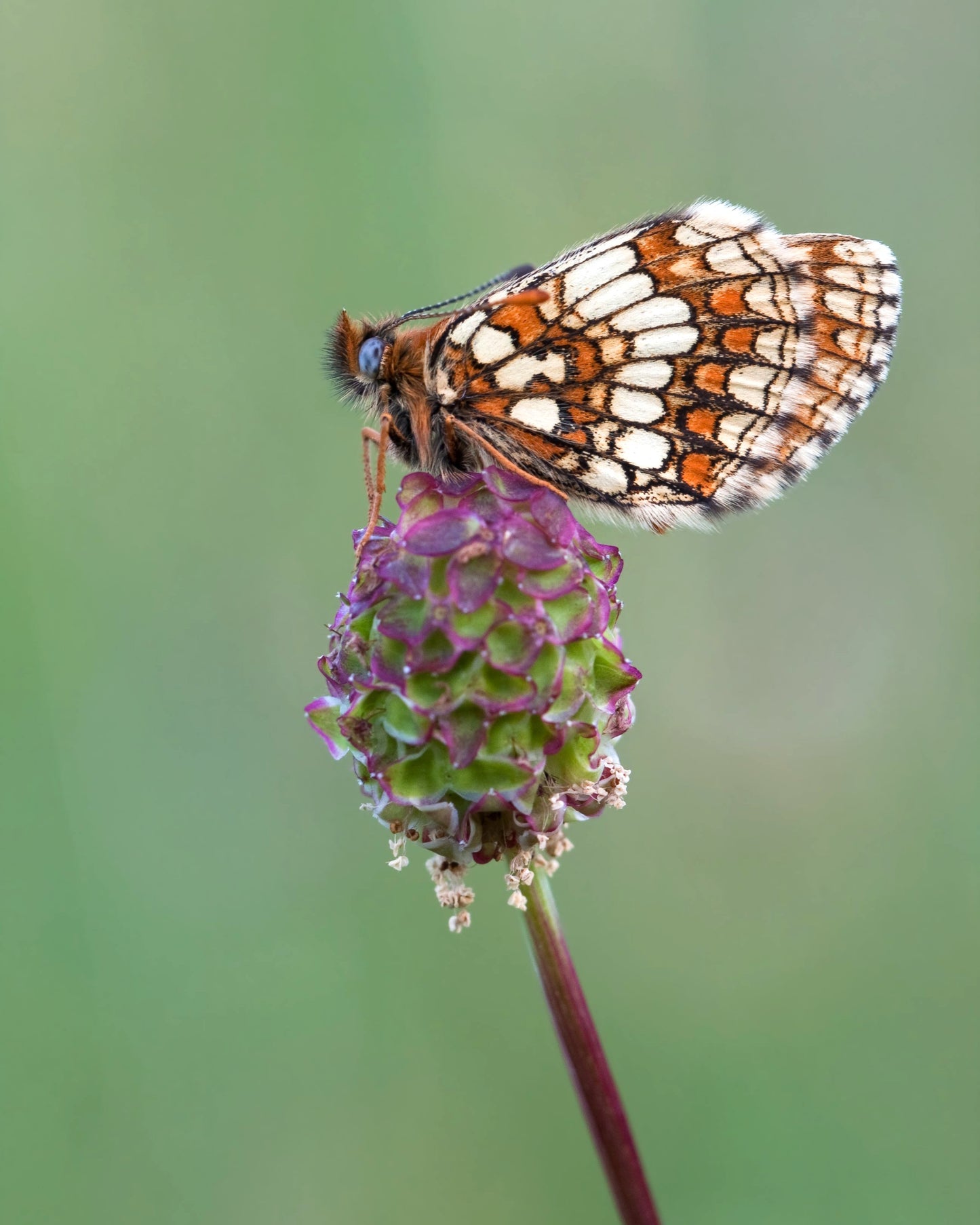 Weggeefcadeautje met 2 Blossombs zaadbommetjes - Lucky Gardening