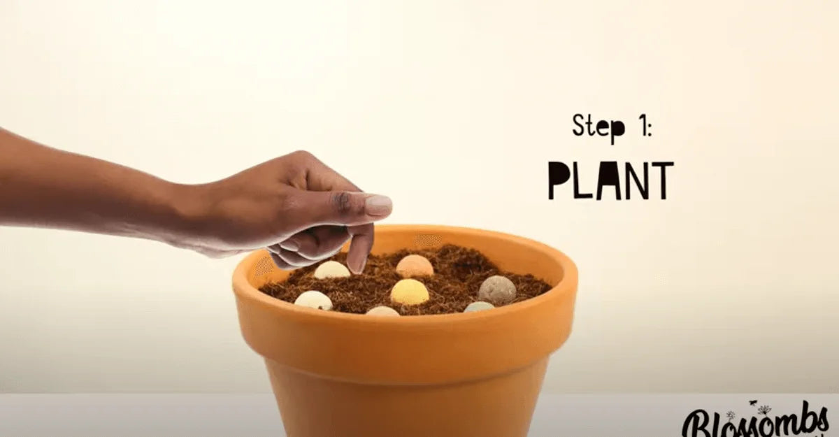 Video laden: Timelapse van het planten en groeien van Blossombs