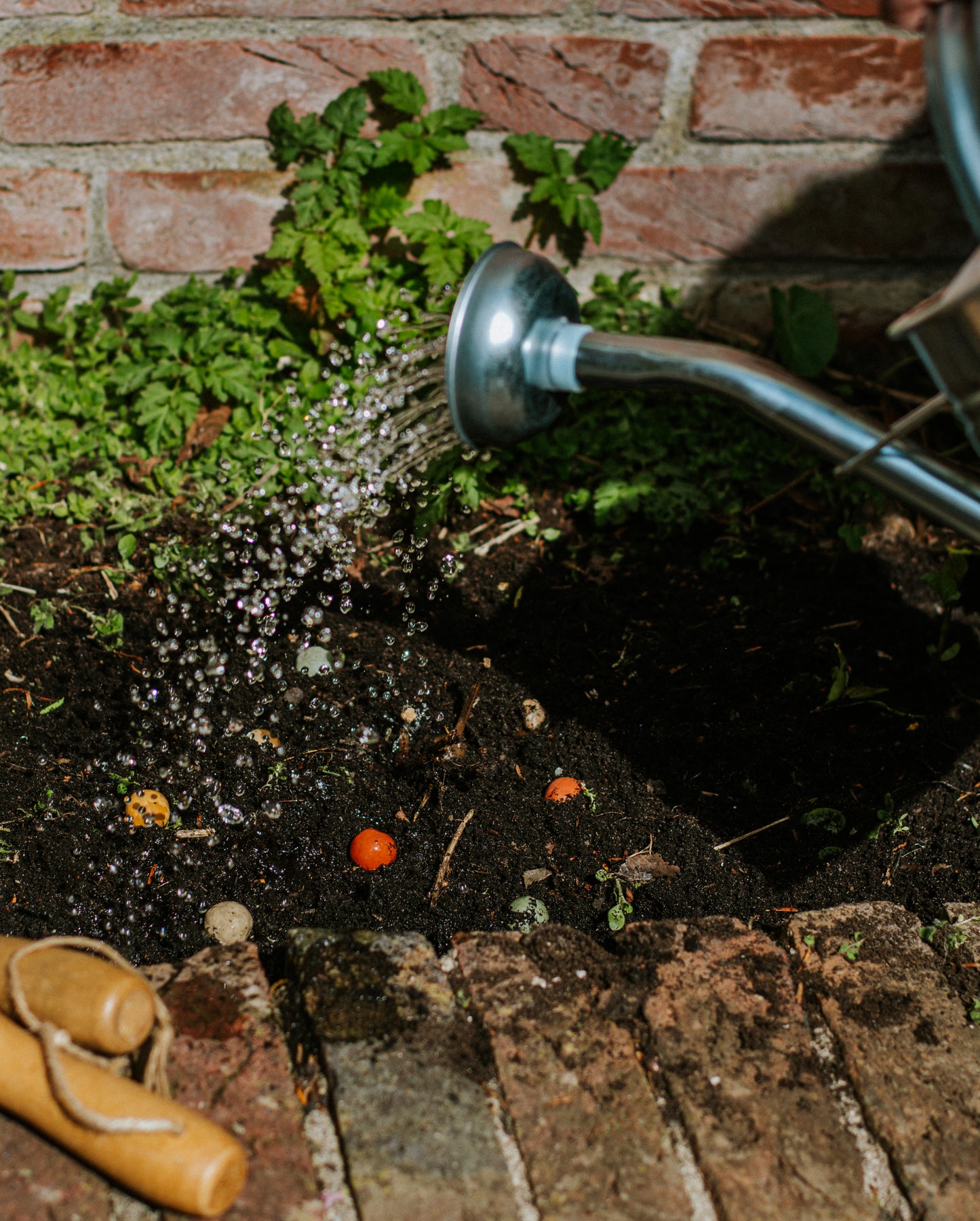 Blister 3 Blossombs Xmas Garden