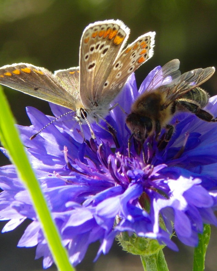 Eierdoosje met 6 bloembommetjes - Delft Blue Kisses