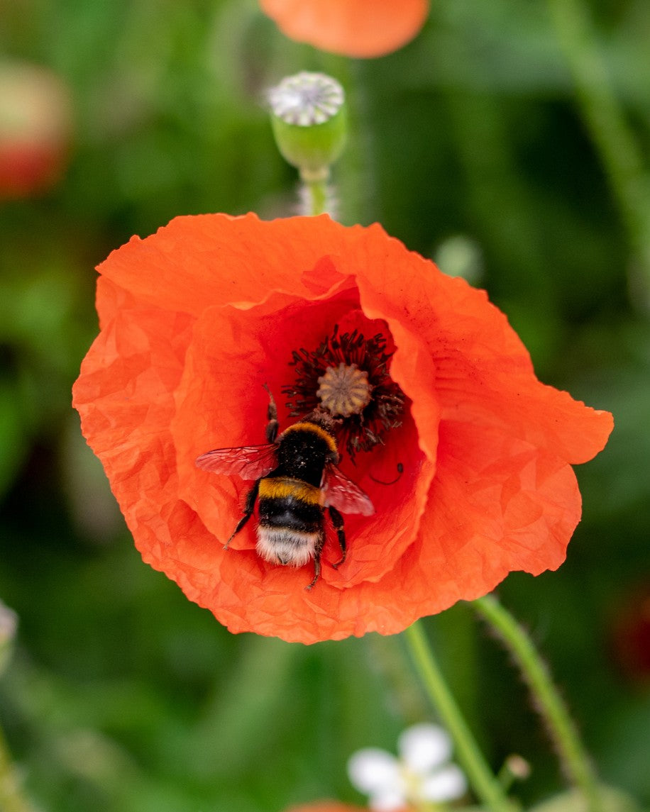 Gift Box Mini met 4 bloembommetjes - Lucky Gardening