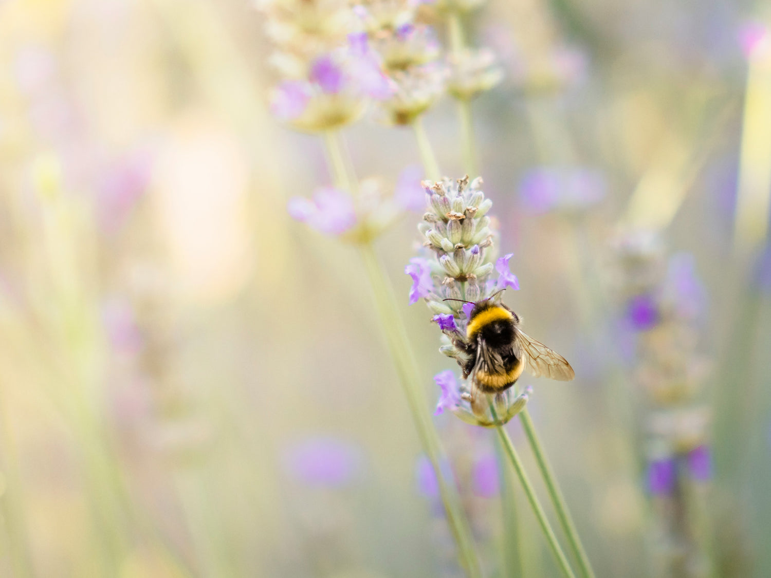 hommel op paarse bloem met bloemen op de achtergrond