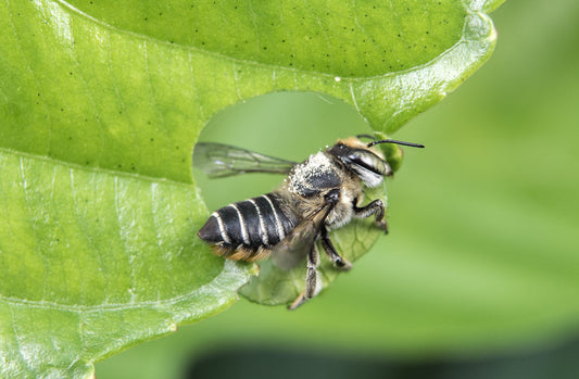 Bezoekers van insectenhotels