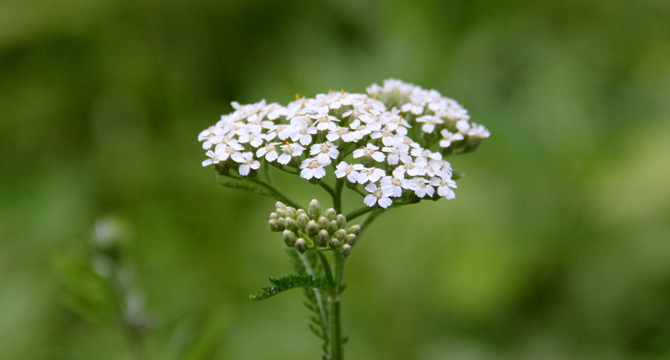 Blühende Wildblumen mit Bienen und Schmetterlingen