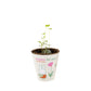 Nijntje Grow Kit met Zaadbommetje - Flowers For You