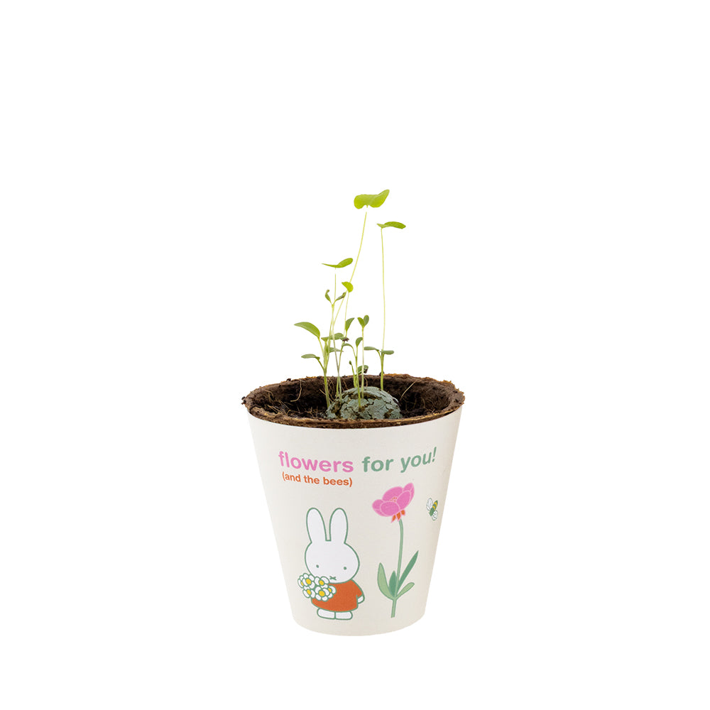 Nijntje Grow Kit met Zaadbommetje - Flowers For You