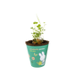 Nijntje Grow Kit met Zaadbommetje - Butterfly Garden For You