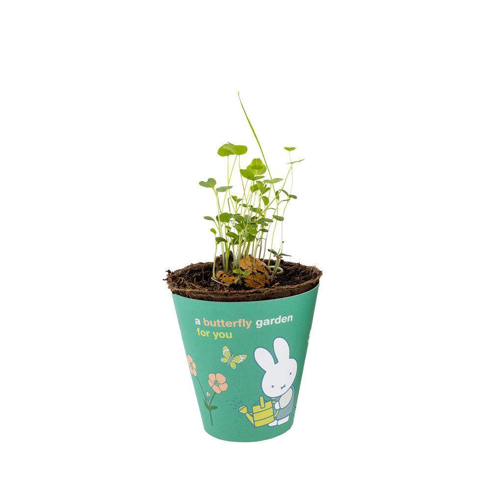 Nijntje Grow Kit met Zaadbommetje - Butterfly Garden For You
