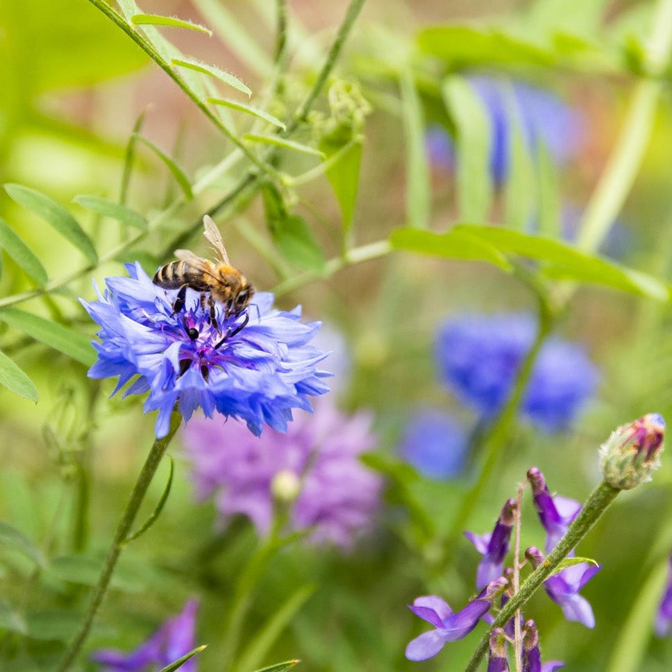 Nijntje Grow Kit met Zaadbommetje - Flowers For You