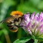Grow Kit Schoolbus "Bedankt" met Wilde bloemen Mix Zaadbommetje