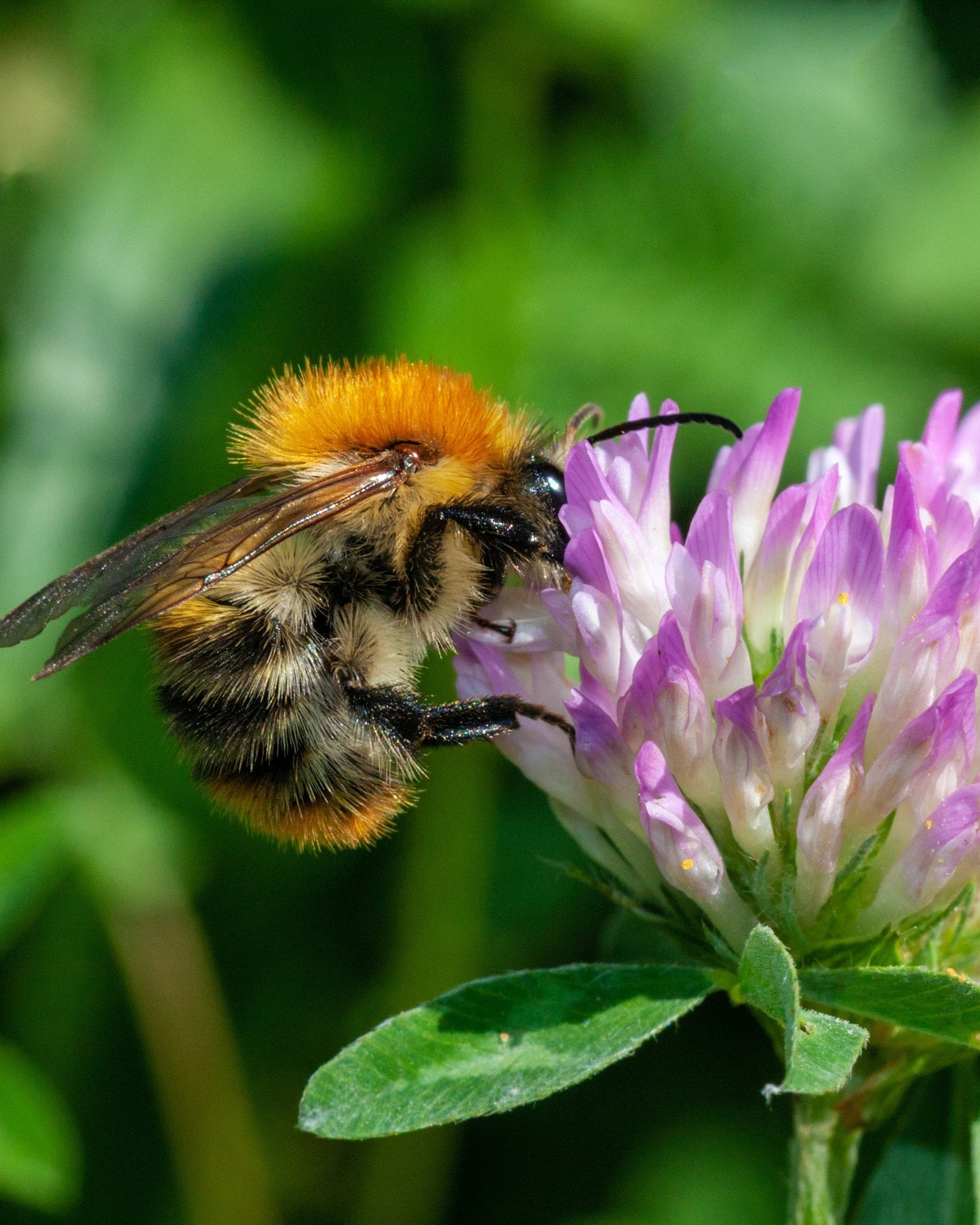 Grow Kit Schoolbus "Bedankt" met Wilde bloemen Mix Zaadbommetje