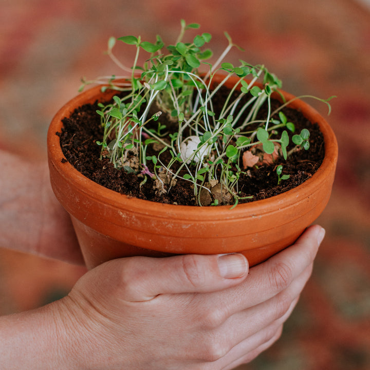 Gift Box Mini met 4 zaadbommetjes - Pink House
