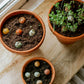 Cadeau eierdoosje met 6 zaadbommetjes - Bloemen voor jou
